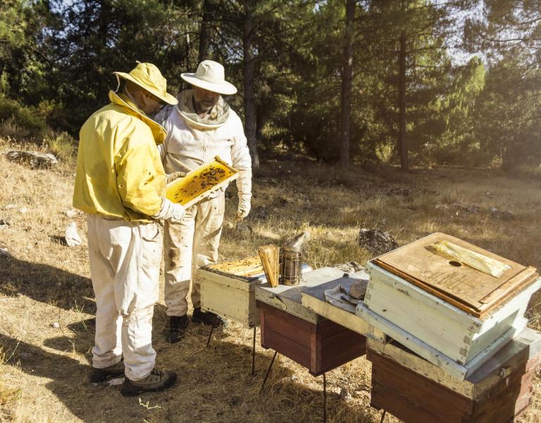 Collectieve intelligentie: Wat bijen en een online gokkast ons leren over menselijke intelligentie